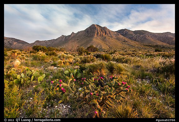 Chihuahan desert cactus and mountains. Guadalupe Mountains National Park (color)