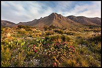 Chihuahan desert cactus and mountains. Guadalupe Mountains National Park ( color)