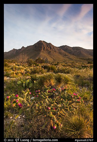 Sucullent and shrub desert below mountains at sunrise. Guadalupe Mountains National Park, Texas, USA.