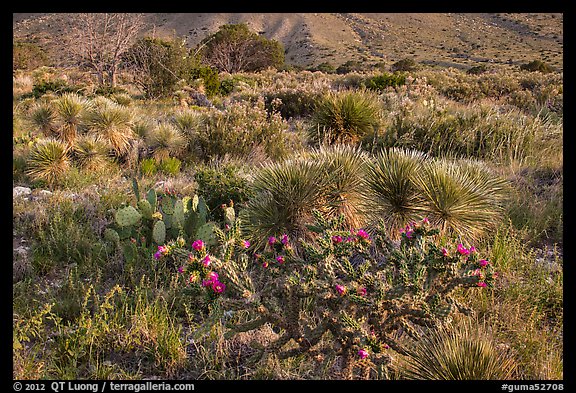 Blooming cactus and sucullent plants. Guadalupe Mountains National Park, Texas, USA.