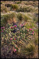 Cactus in bloom and Chihuahan desert plants. Guadalupe Mountains National Park ( color)