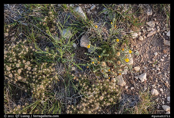 Close-up of desert floor with annual flowers. Guadalupe Mountains National Park, Texas, USA.