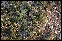 Close-up of desert floor with annual flowers. Guadalupe Mountains National Park ( color)