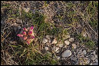 Close-up of desert floor with grasses and bloom. Guadalupe Mountains National Park ( color)