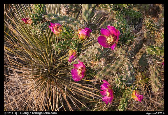 Close up of pink cactus blooms. Guadalupe Mountains National Park, Texas, USA.
