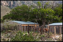 Frijole Ranch stables. Guadalupe Mountains National Park ( color)