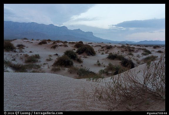 Low dunes and desert shrubs fading into the blue silhouette of the distant mountains at dusk. Guadalupe Mountains National Park (color)