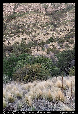 Patchwork of grasses, shrubs, and scattered trees climbing a steep hillside, Dog Canyon. Guadalupe Mountains National Park (color)