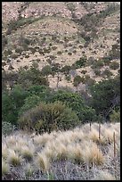 Patchwork of grasses, shrubs, and scattered trees climbing a steep hillside, Dog Canyon. Guadalupe Mountains National Park ( color)