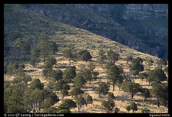 Morning light raking across a steep slope dotted with pines and junipers, Dog Canyon. Guadalupe Mountains National Park (color)