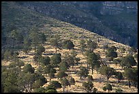 Morning light raking across a steep slope dotted with pines and junipers, Dog Canyon. Guadalupe Mountains National Park ( color)