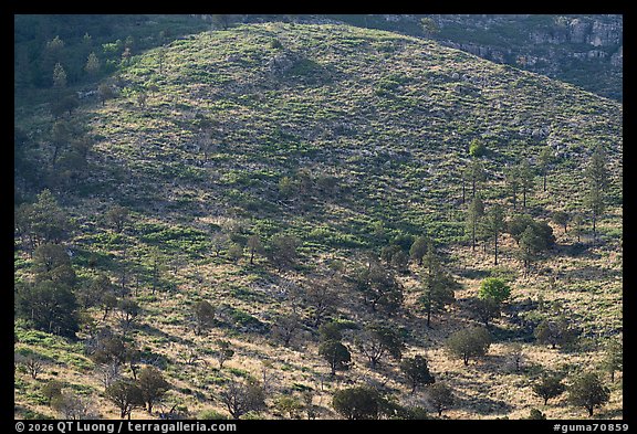 Dense mosaic of shrubs and conifers climbing a rocky mountainside, Dog Canyon. Guadalupe Mountains National Park (color)