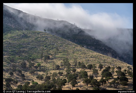 Low clouds spilling over a ridge above an open, tree-studded slope, Dog Canyon. Guadalupe Mountains National Park (color)