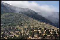 Low clouds spilling over a ridge above an open, tree-studded slope, Dog Canyon. Guadalupe Mountains National Park ( color)