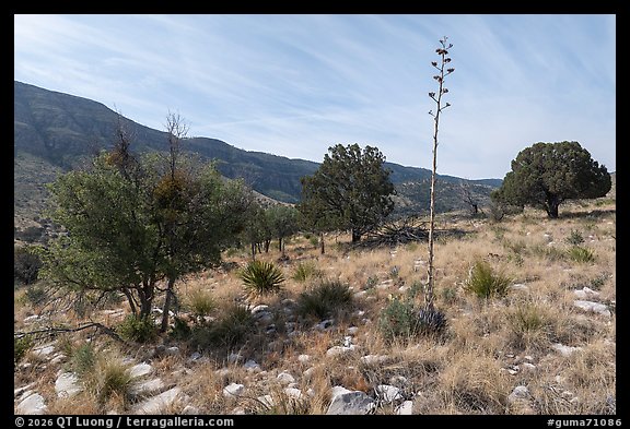 Agave stalk and juniper trees, Dog Canyon. Guadalupe Mountains National Park (color)