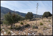 Agave stalk and juniper trees, Dog Canyon. Guadalupe Mountains National Park ( color)