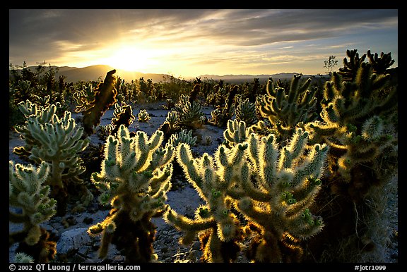 [open edition]   Cholla cactus garden, sunrise. Joshua Tree  National Park (color)