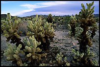 Cholla cactus garden. Joshua Tree National Park, California, USA. (color)
