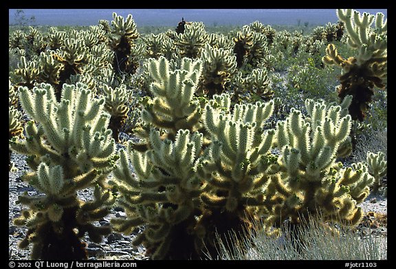 Jumping cholla cactus. Joshua Tree National Park (color)