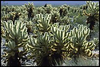 Jumping cholla cactus. Joshua Tree National Park, California, USA. (color)