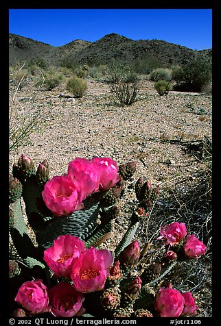 Beavertail Cactus in bloom. Joshua Tree National Park (color)