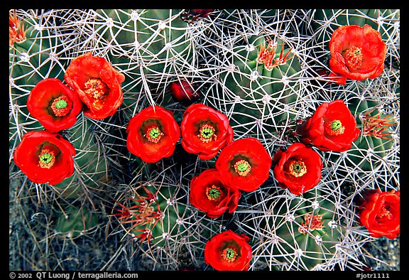 Claret Cup Cactus with flowers. Joshua Tree National Park (color)
