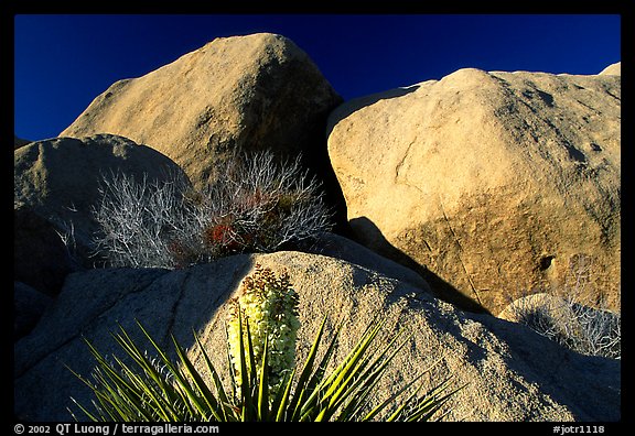 Yucca and boulders. Joshua Tree National Park (color)