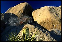 Yucca and boulders. Joshua Tree National Park, California, USA.