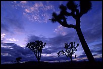 Joshua trees, sunset. Joshua Tree National Park, California, USA. (color)