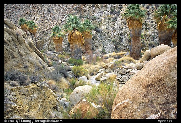 Lost Palm Oasis. Joshua Tree National Park, California, USA.