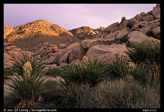 Yuccas and rocks in Rattlesnake Canyon. Joshua Tree National Park (color)