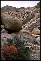Barrel and beavertail cacti in Rattlesnake Canyon. Joshua Tree National Park ( color)