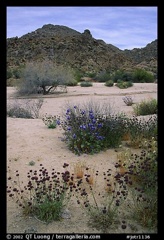 Desert wildflowers in bloom on sandy flat. Joshua Tree National Park, California, USA.