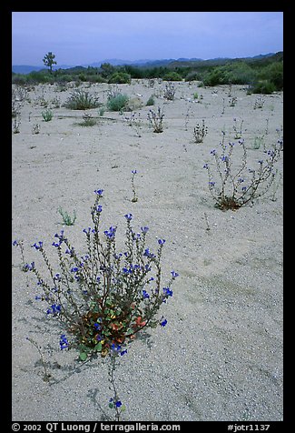 Wildflowers in bloom on sandy wash. Joshua Tree National Park (color)