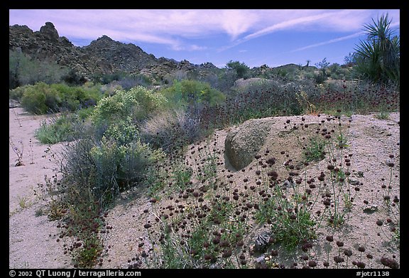 Seasonal desert bloom on sandy flat. Joshua Tree National Park (color)