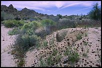 Seasonal desert bloom on sandy flat. Joshua Tree National Park, California, USA.
