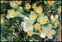Blazing Star flowers. Joshua Tree National Park, California, USA.