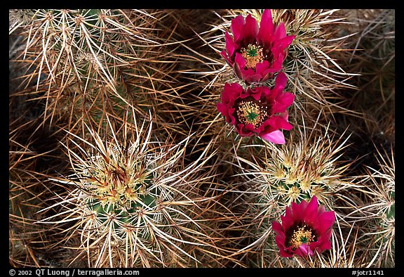 Engelmann Hedgehog cactus in bloom. Joshua Tree National Park (color)