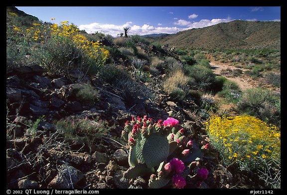Beavertail cactus and brittlebush. Joshua Tree National Park, California, USA.