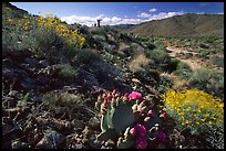 Beavertail cactus and brittlebush. Joshua Tree National Park, California, USA. (color)