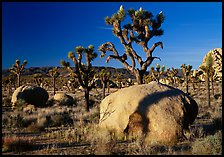Boulders and Joshua Trees, early morning. Joshua Tree National Park ( color)