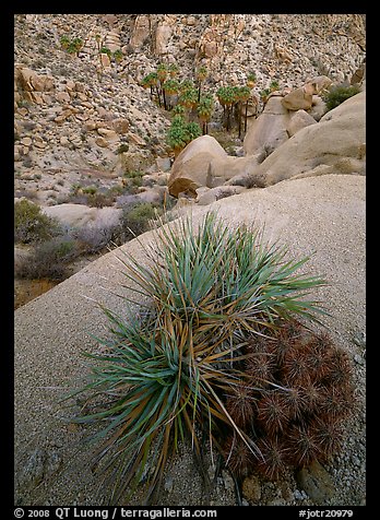 Sotol and cactus above Lost Palm Oasis. Joshua Tree National Park, California, USA.