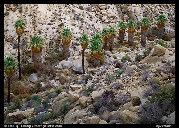 Native California Fan Palm trees in Lost Palm oasis. Joshua Tree National Park, California, USA.