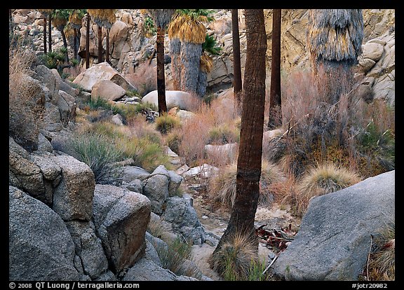 Lost Palm Oasis with California fan palm trees. Joshua Tree National Park, California, USA.