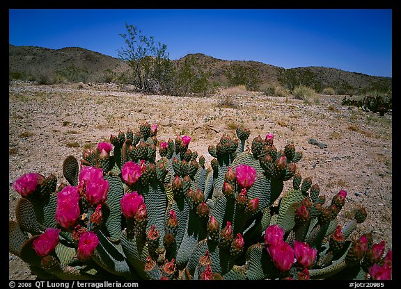 Beaver tail cactus with bright pink blooms. Joshua Tree National Park (color)