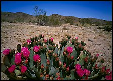 Beaver tail cactus with bright pink blooms. Joshua Tree National Park, California, USA.