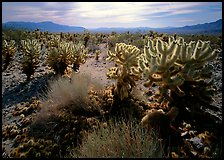 Forest of Cholla cactus. Joshua Tree National Park, California, USA. (color)