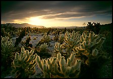 Cholla cactus garden, sunrise. Joshua Tree National Park, California, USA. (color)