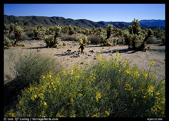 Desert Senna and Chola cactus. Joshua Tree National Park, California, USA.