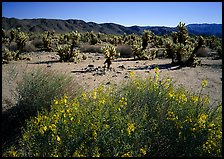 Desert Senna and Chola cactus. Joshua Tree National Park, California, USA. (color)